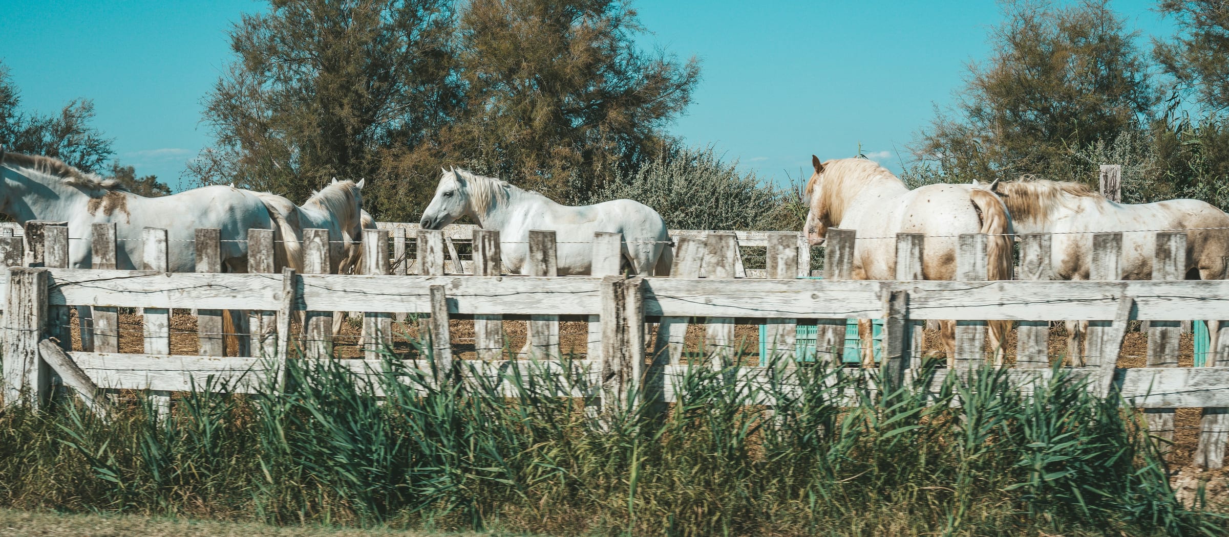 camargue france — gallery photo 2
