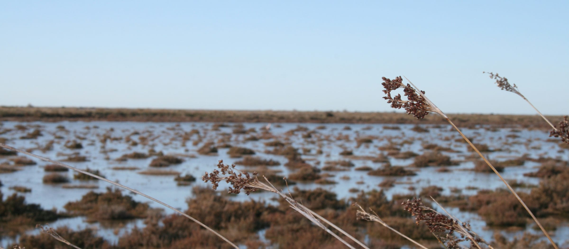 camargue france — gallery photo 3