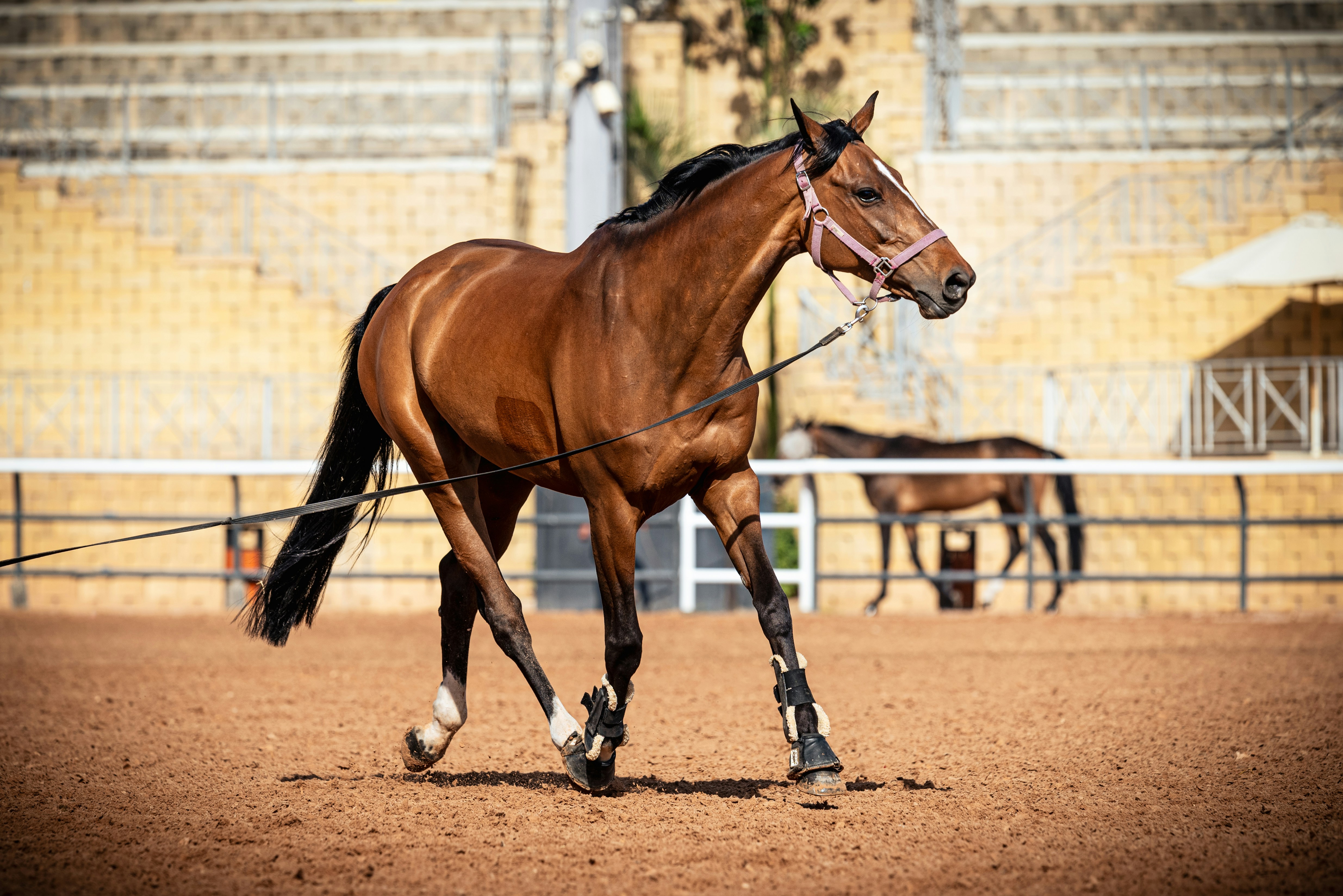 Lusitano horse performing classical dressage in Portugal