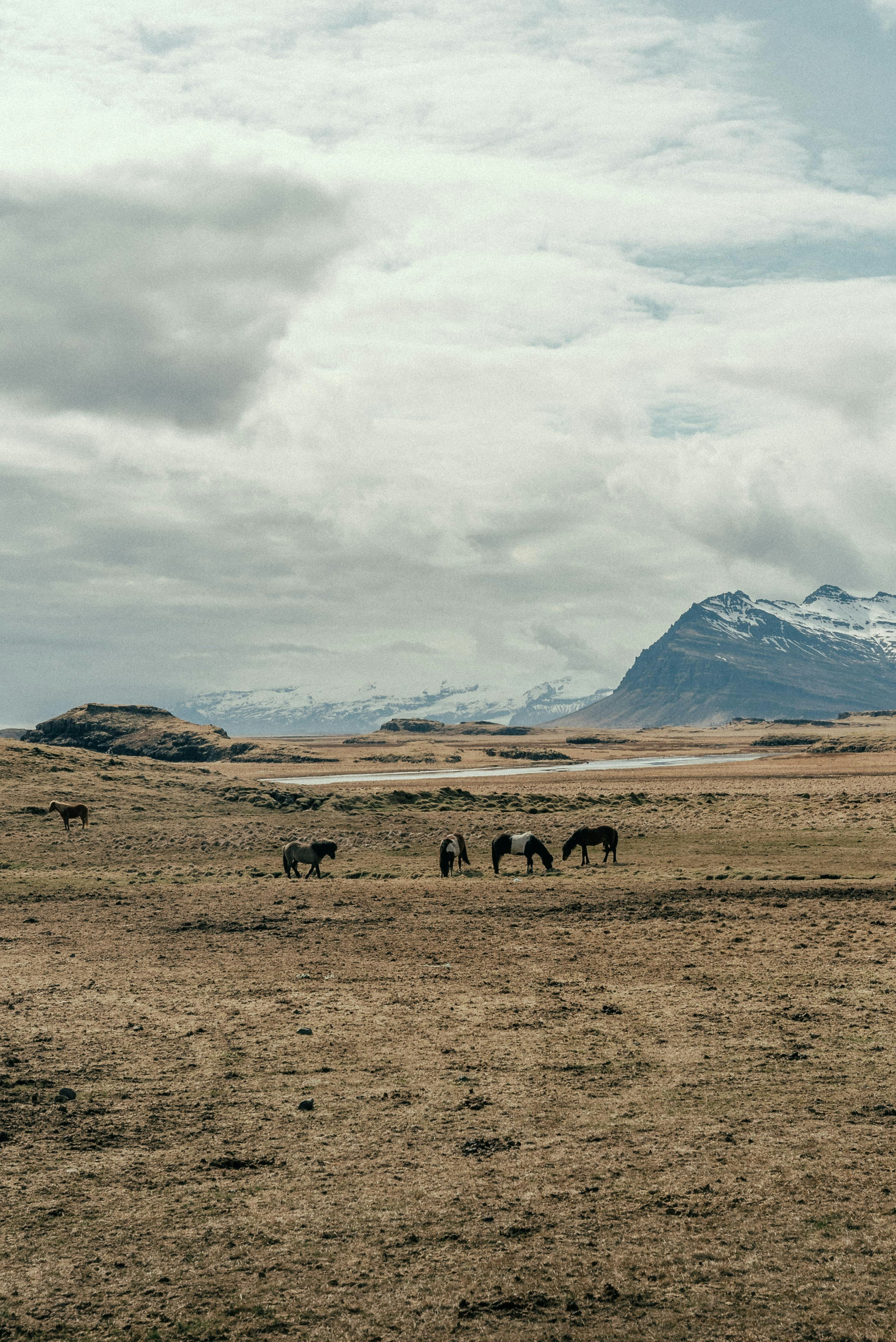 Riders on Icelandic horses crossing volcanic landscape