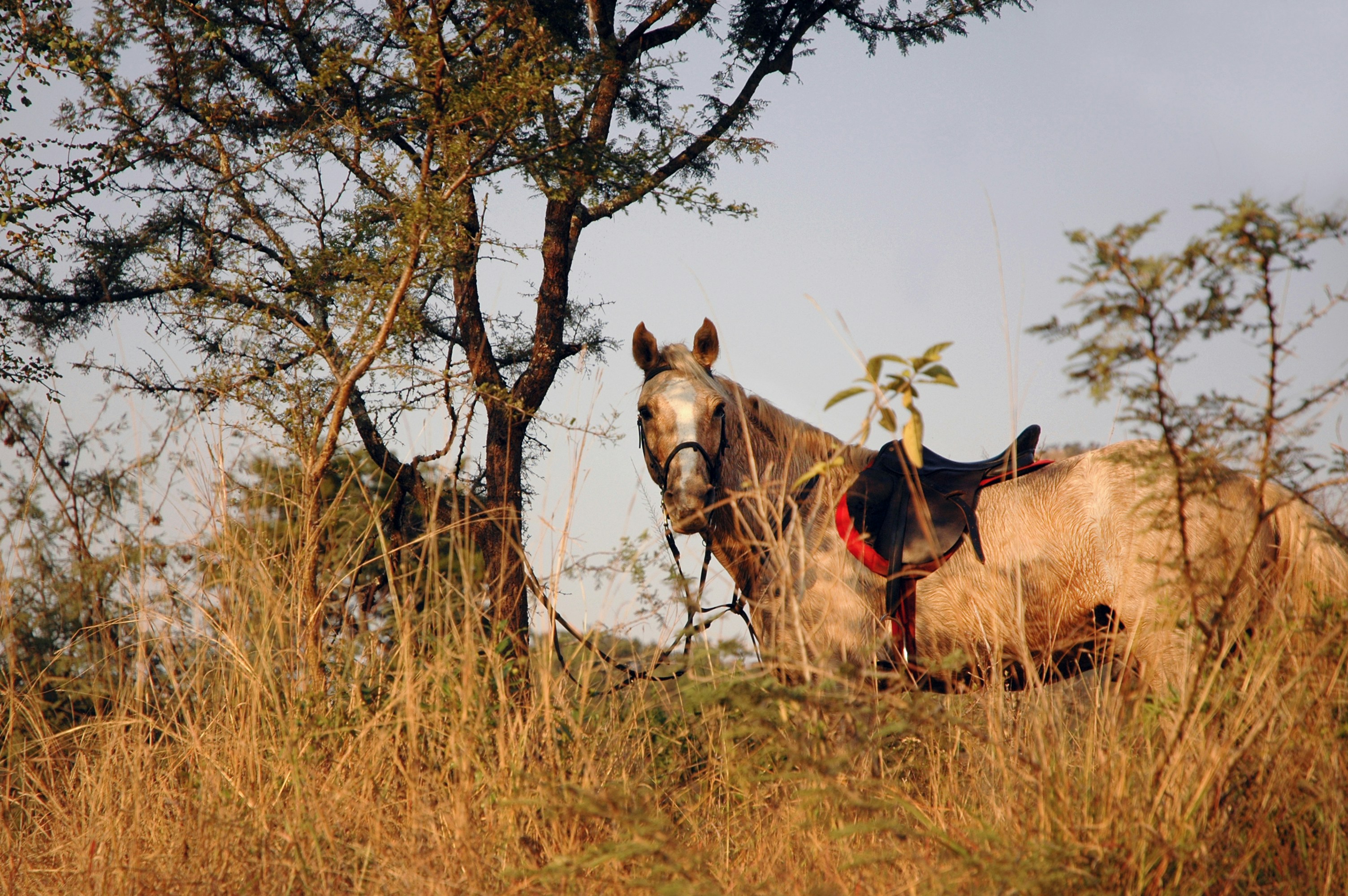 Horse safari riders alongside wildlife in the Kenyan savannah