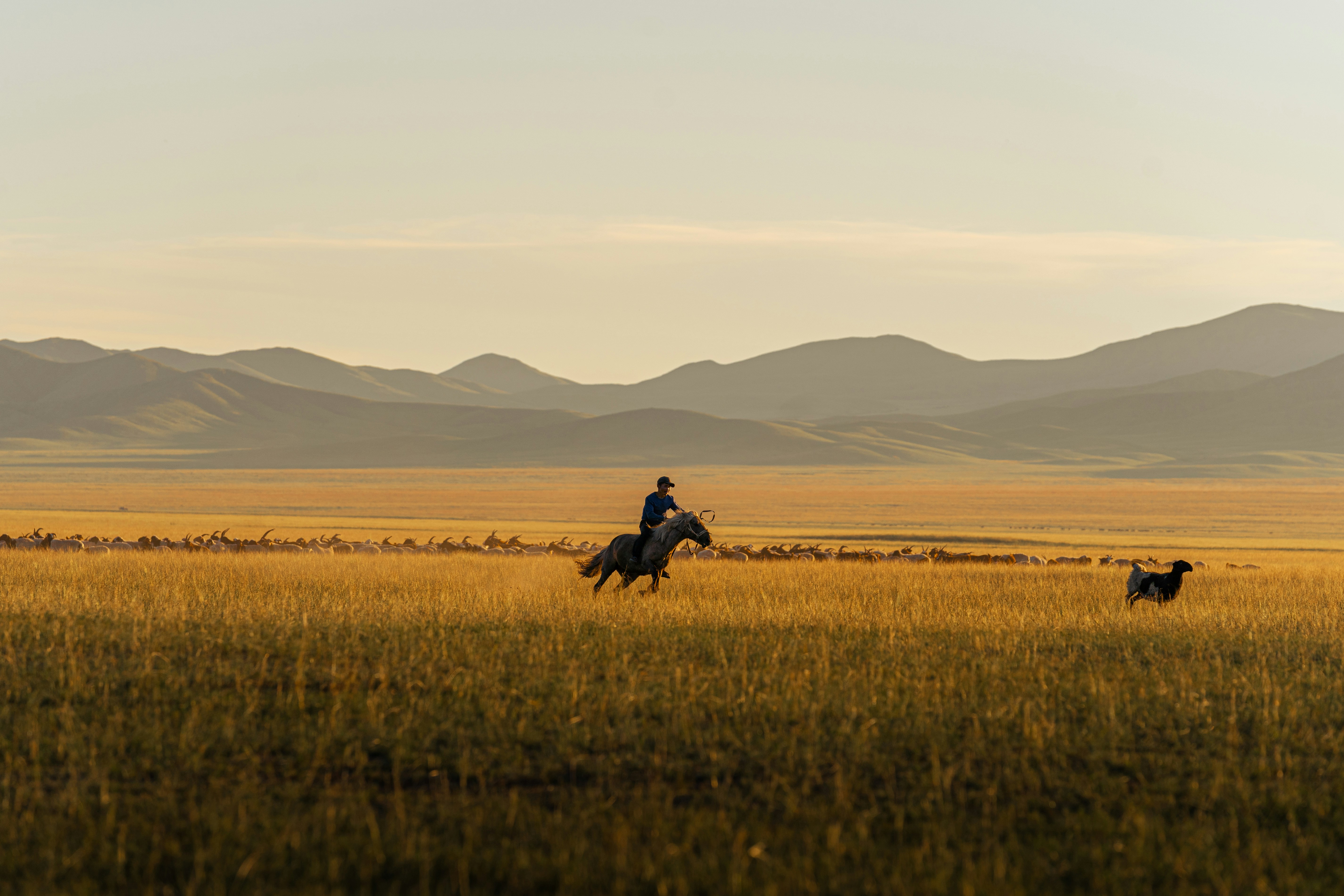 Riders on Mongolian horses on the steppe