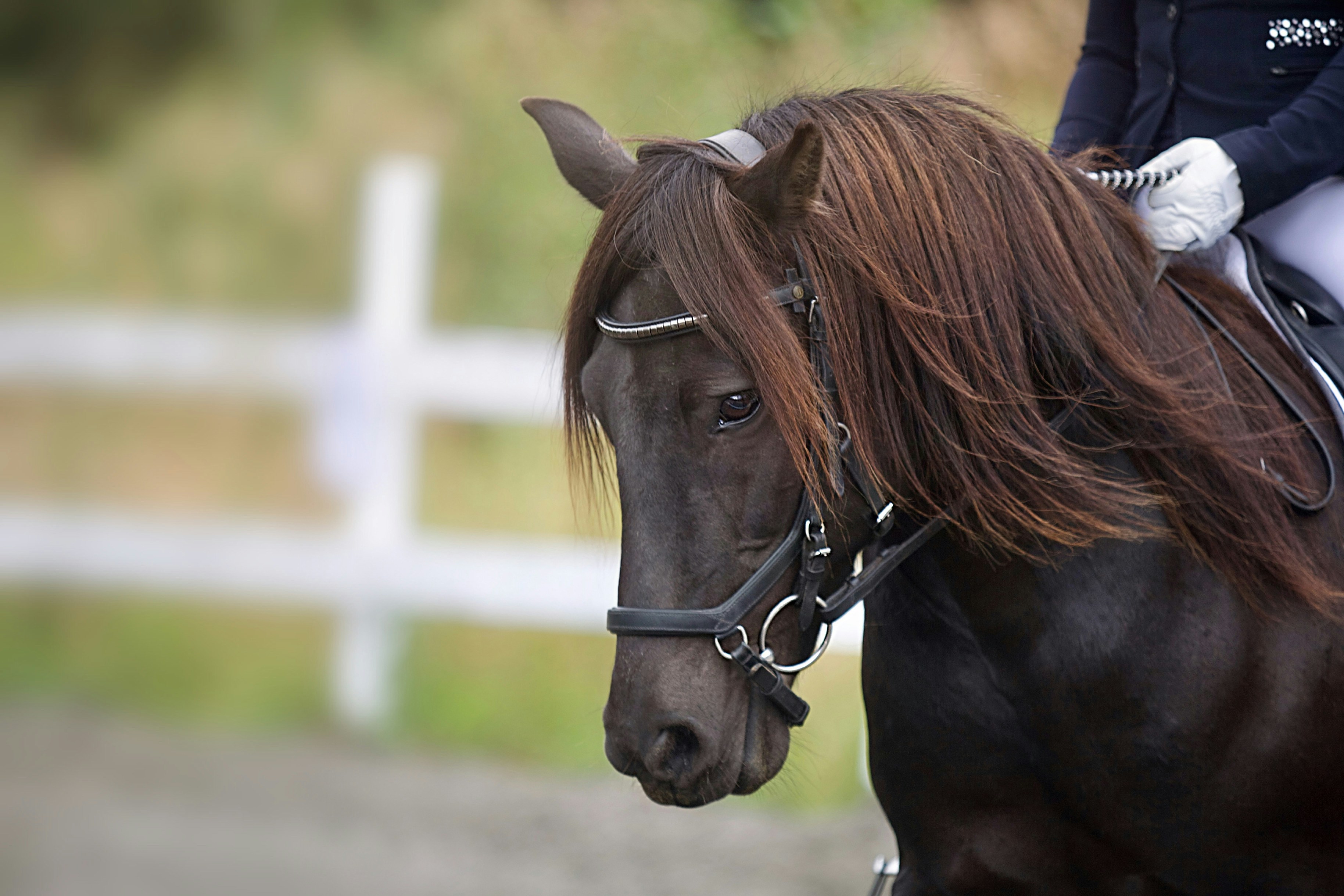 Riders on Norwegian Fjord horses in mountain country