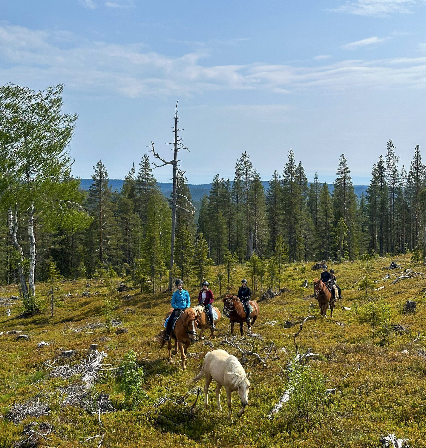 A small group riding across open fell in the Lapland summer