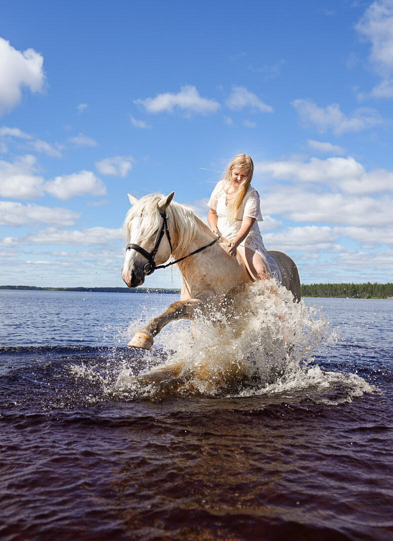A grey Finnhorse cantering through a Lapland lake