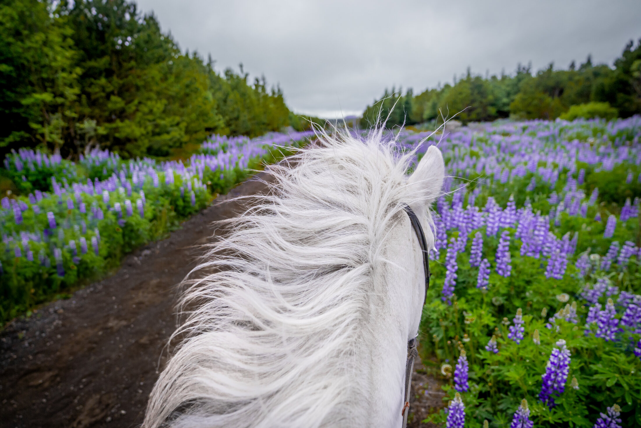Icelandic Horse Tours from Reykjavik — photo 9
