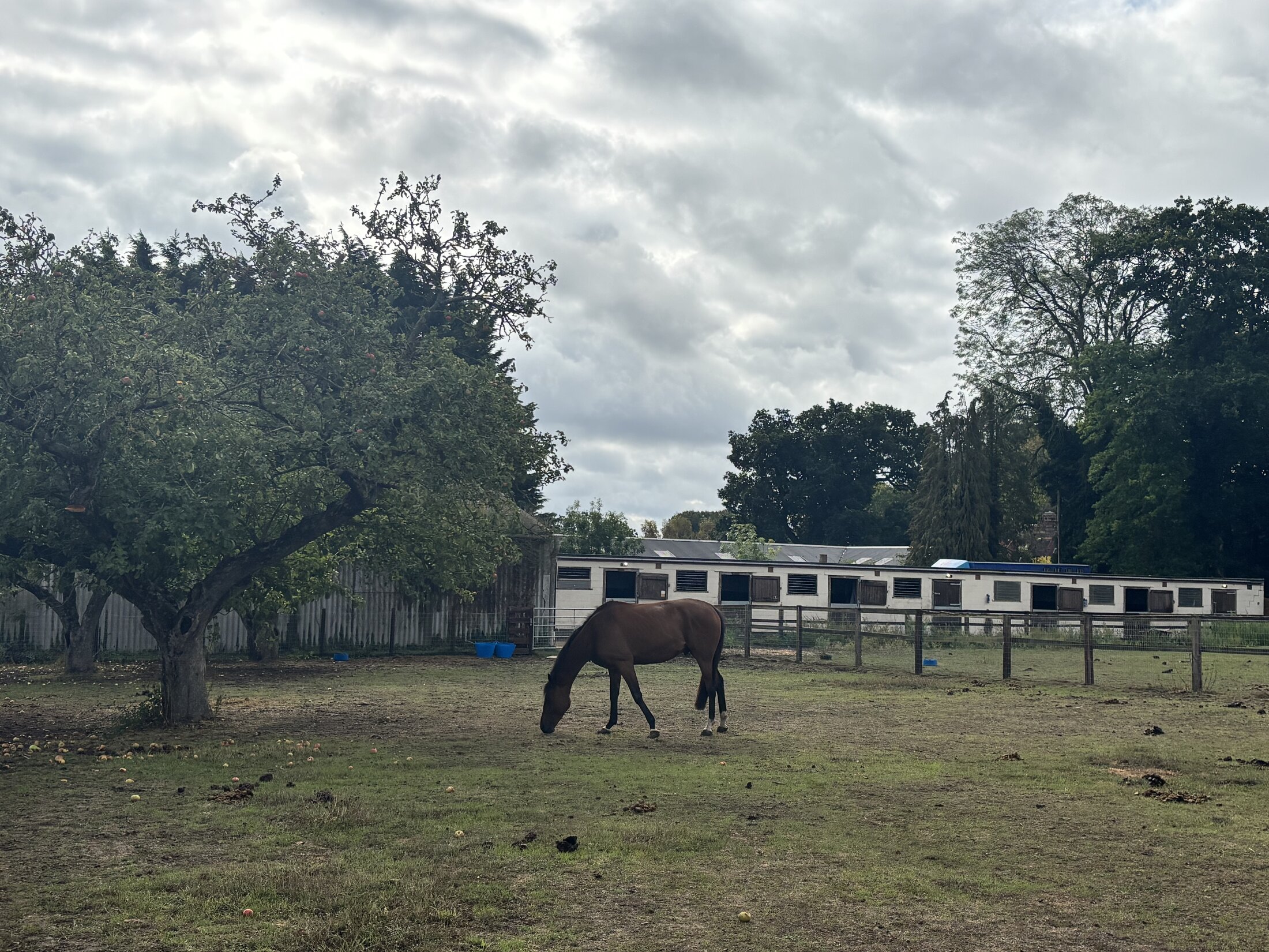Bardwell Manor Equestrian Centre