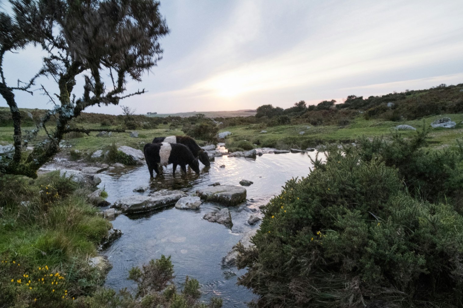 Dartmoor Cattle Drive