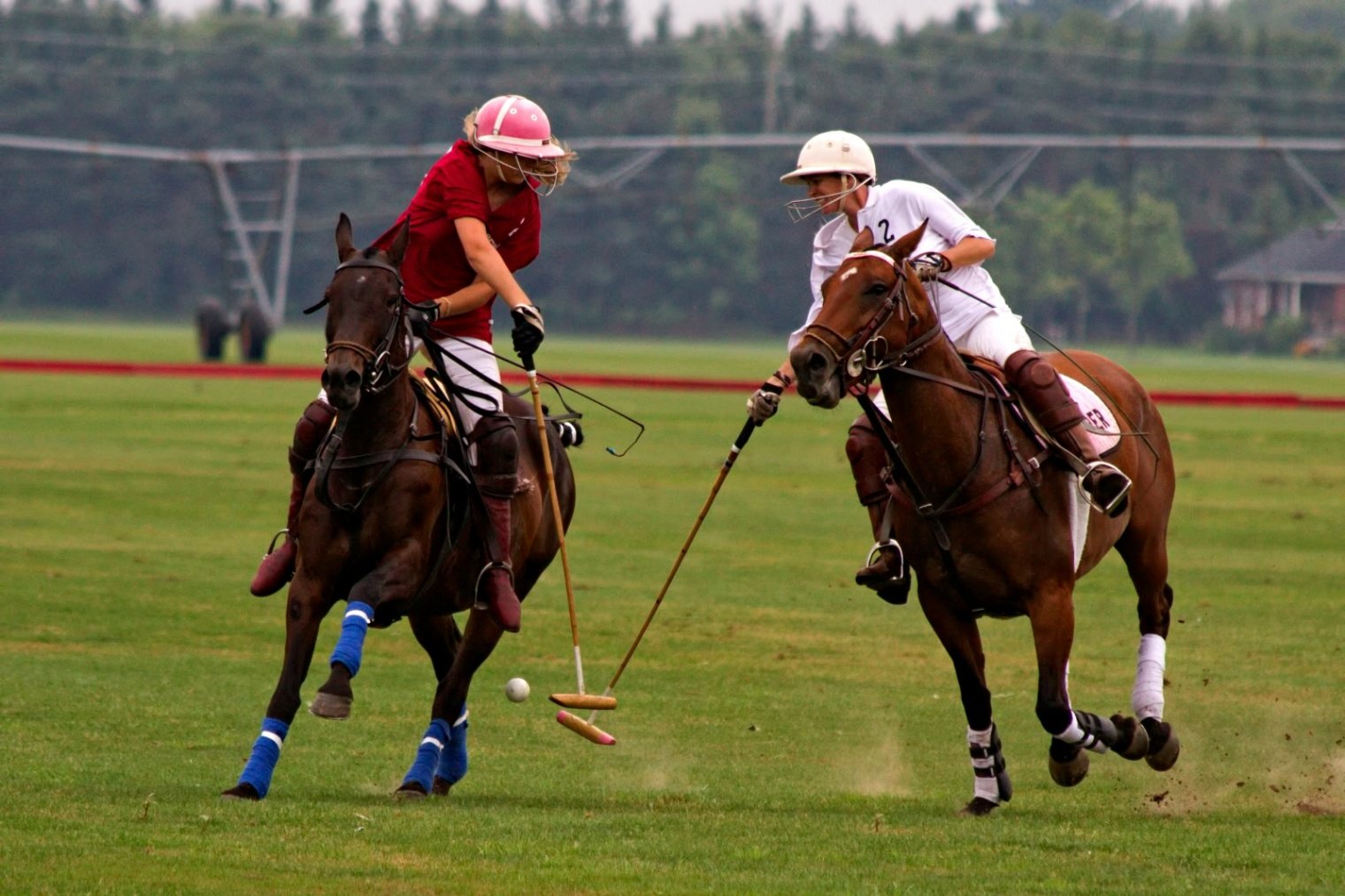 Polo Taster Session