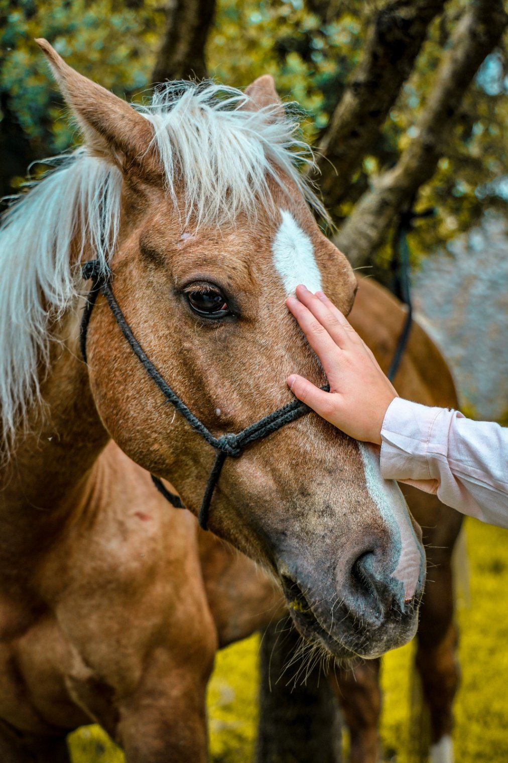 Art of Horse Whispering