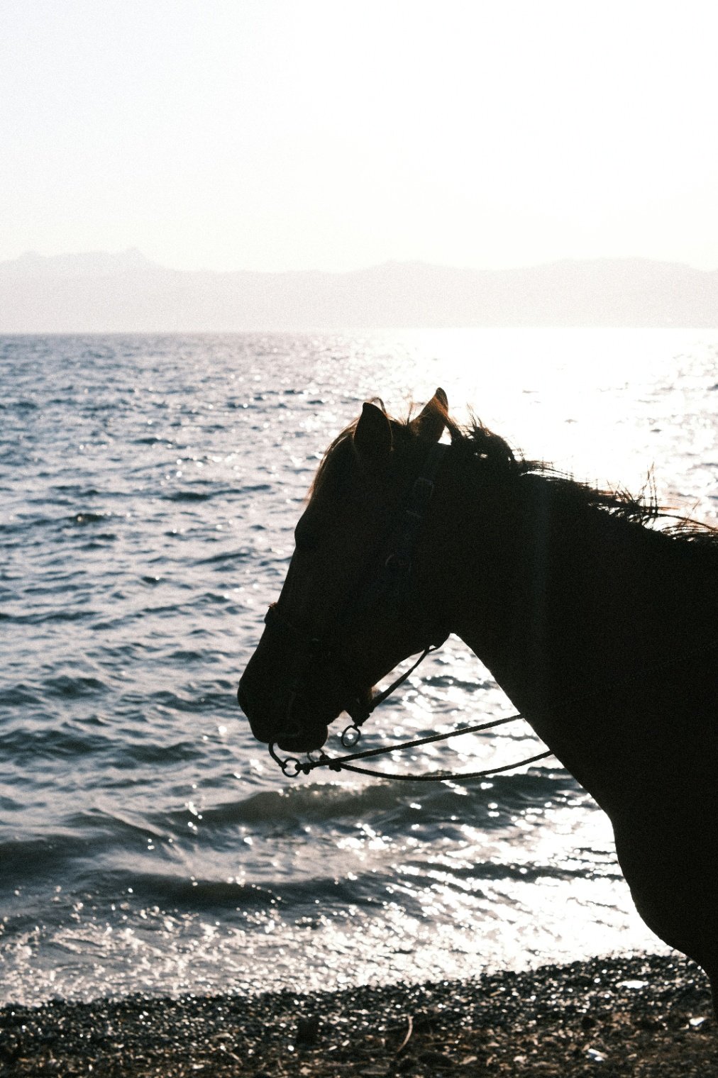 Swim with Horses in the Sea
