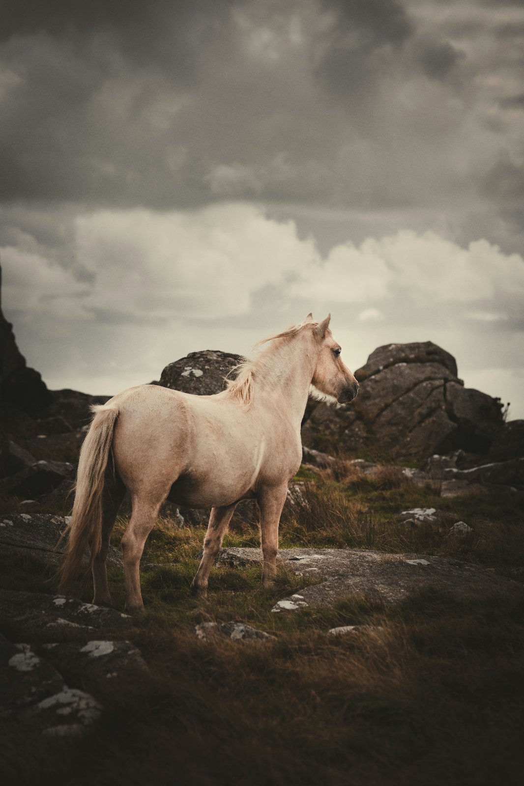 Welsh Mountain Pony Trek
