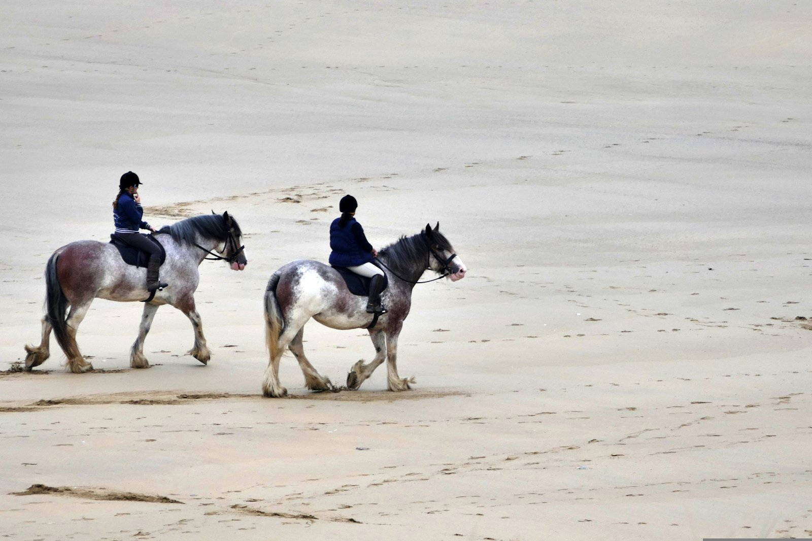 Cumbrian Heavy Horses Beach Ride