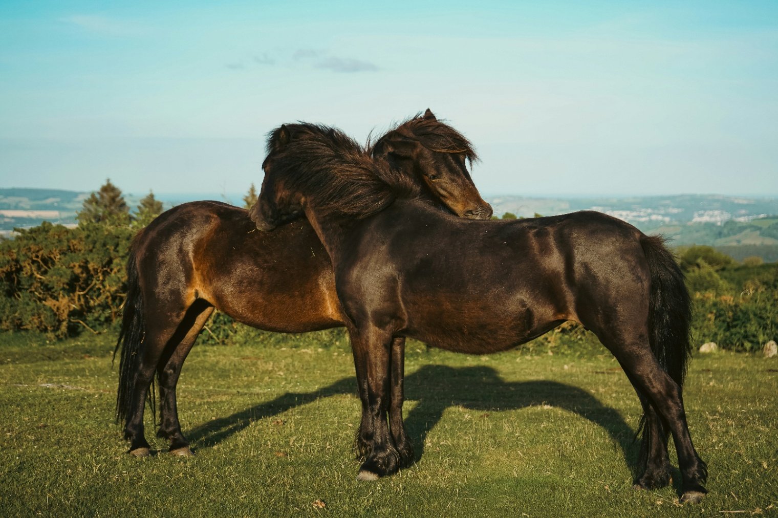 Dartmoor Western Riding Break